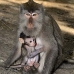 monkey_macaque_balinese_mf_ubud_v_1410_bal5131.jpg